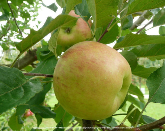 Apfelbaum – Malus domestica 'Topaz'