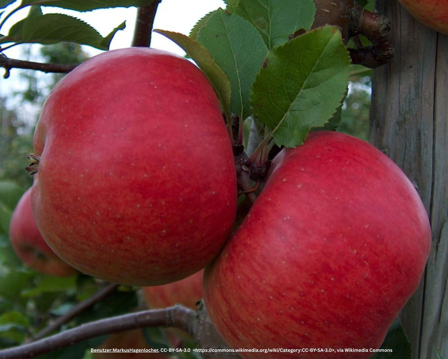 Apfelbaum – Malus domestica 'Topaz'