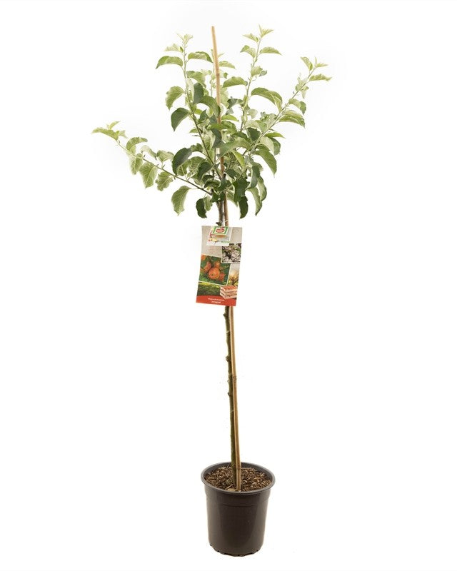 Apfelbaum – Malus domestica 'Jonagold'