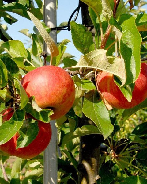 Apfelbaum – Malus domestica 'Elstar'
