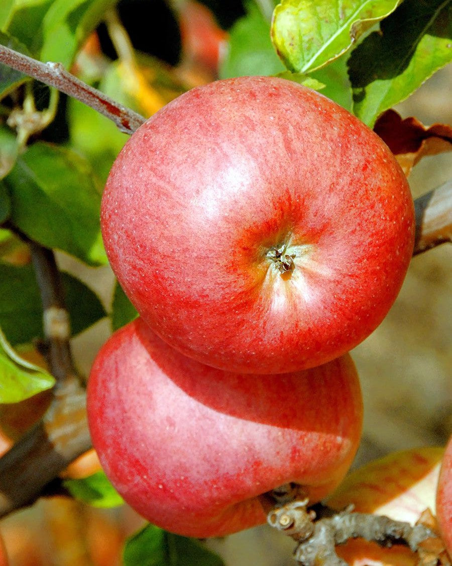 Apfelbaum Berlepsch (rot) – Malus domestica 'Berlepsch' (rot)