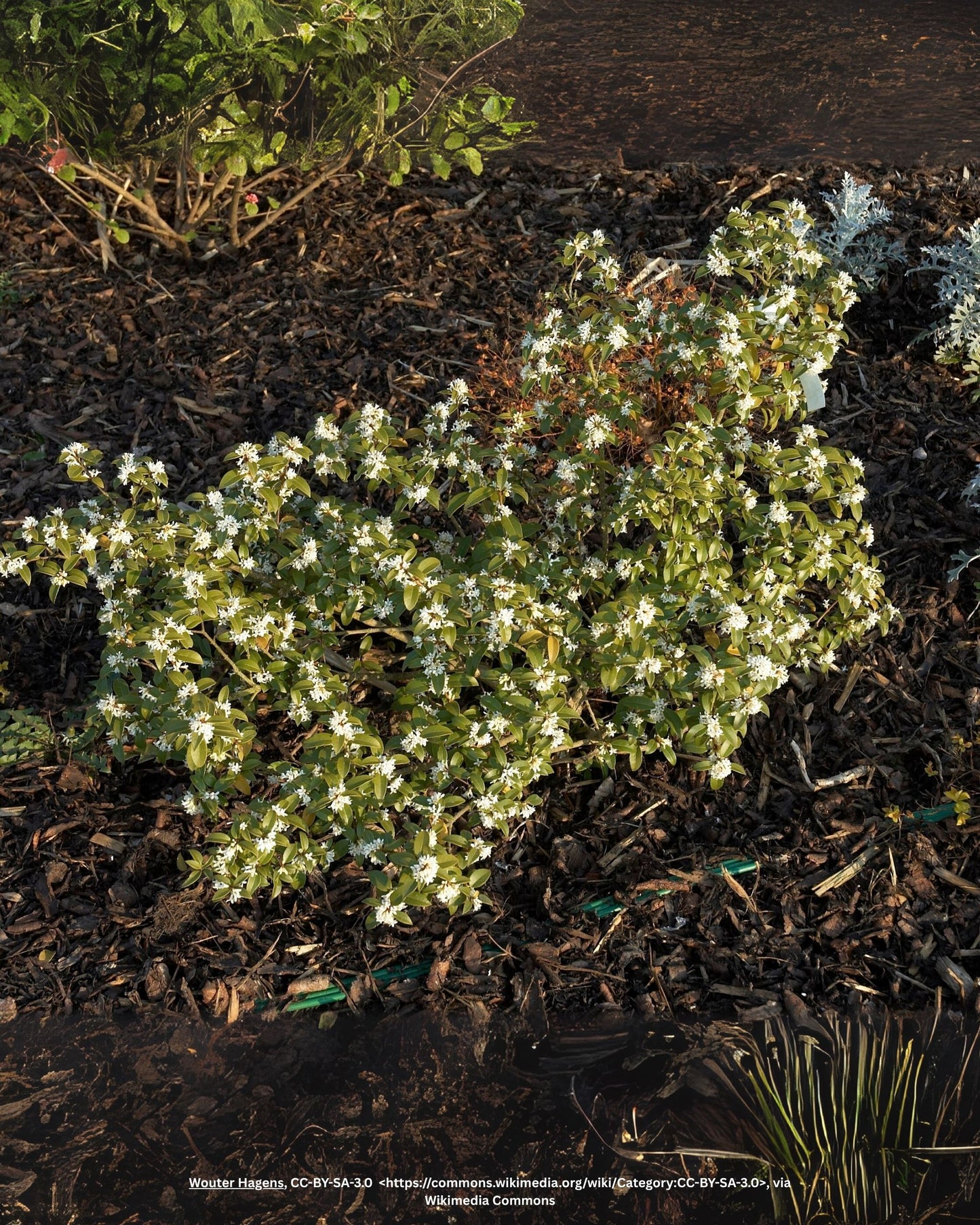 Frühlings-Duftblüte – Osmanthus × burkwoodii