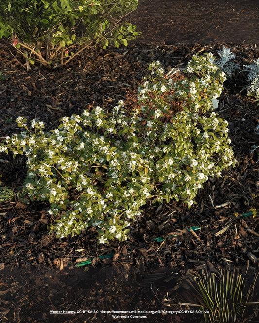 Frühlings-Duftblüte – Osmanthus × burkwoodii