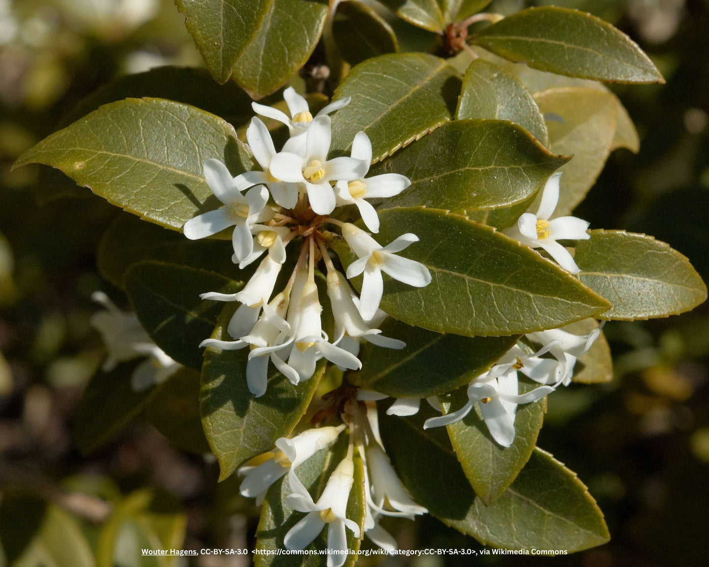 Frühlings-Duftblüte – Osmanthus × burkwoodii