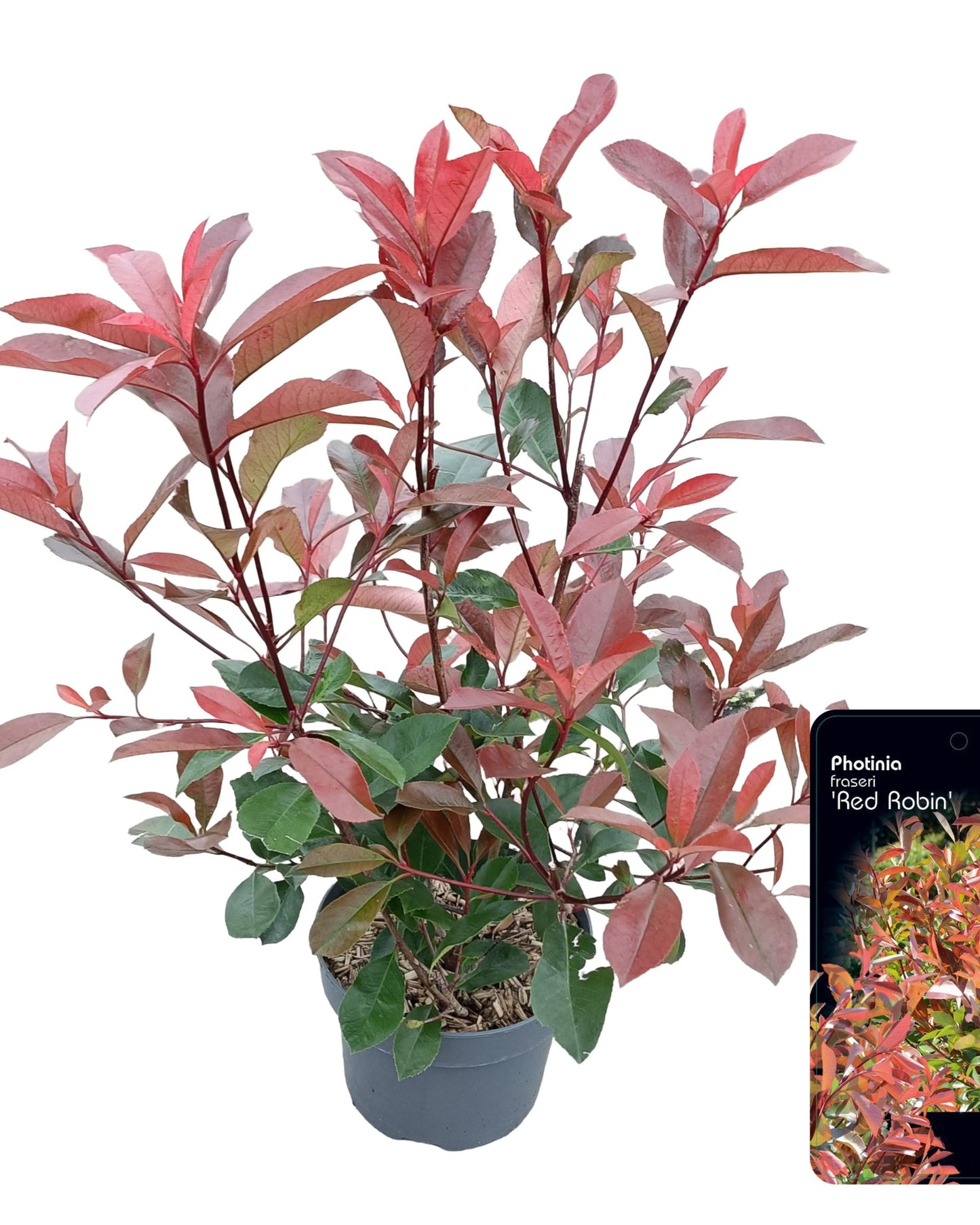 Glanzmispel – Photinia fraseri 'Red Robin'