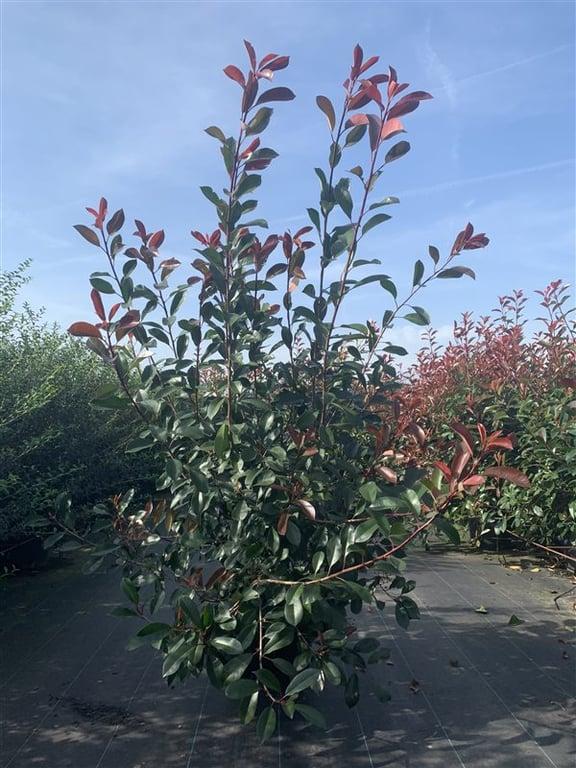 Glanzmispel – Photinia fraseri 'Red Robin'