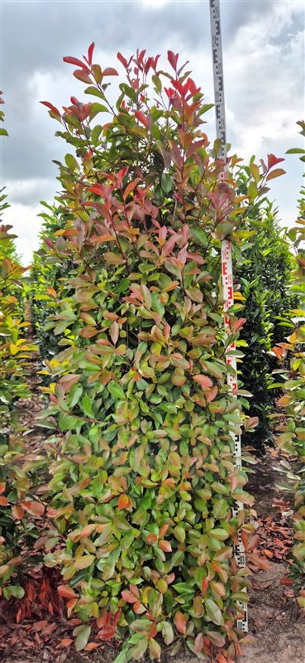 Glanzmispel – Photinia fraseri 'Red Robin'