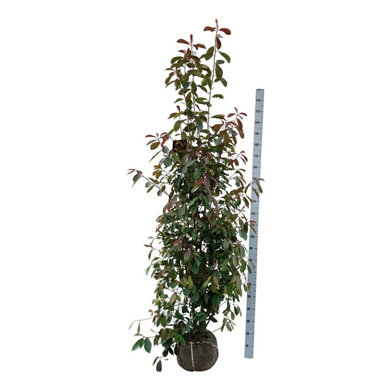 Glanzmispel – Photinia fraseri 'Red Robin'