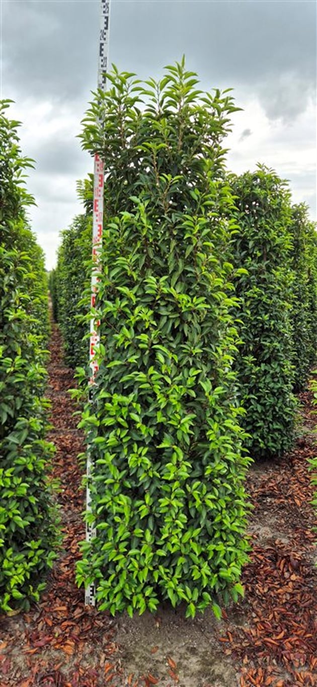 Portugiesischer Kirschlorbeer – Prunus lusitanica 'Angustifolia'