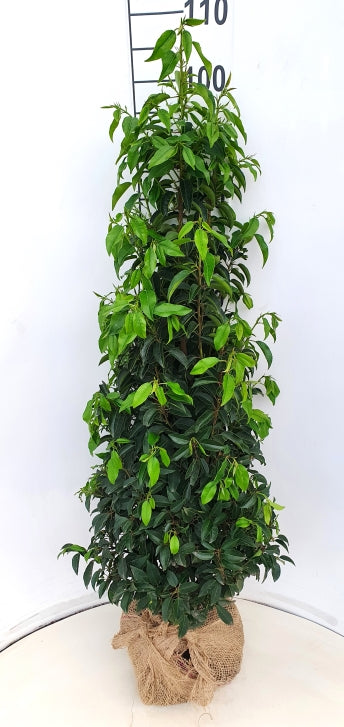 Portugiesischer Kirschlorbeer – Prunus lusitanica 'Angustifolia'