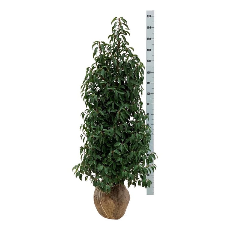 Portugiesischer Kirschlorbeer – Prunus lusitanica 'Angustifolia'