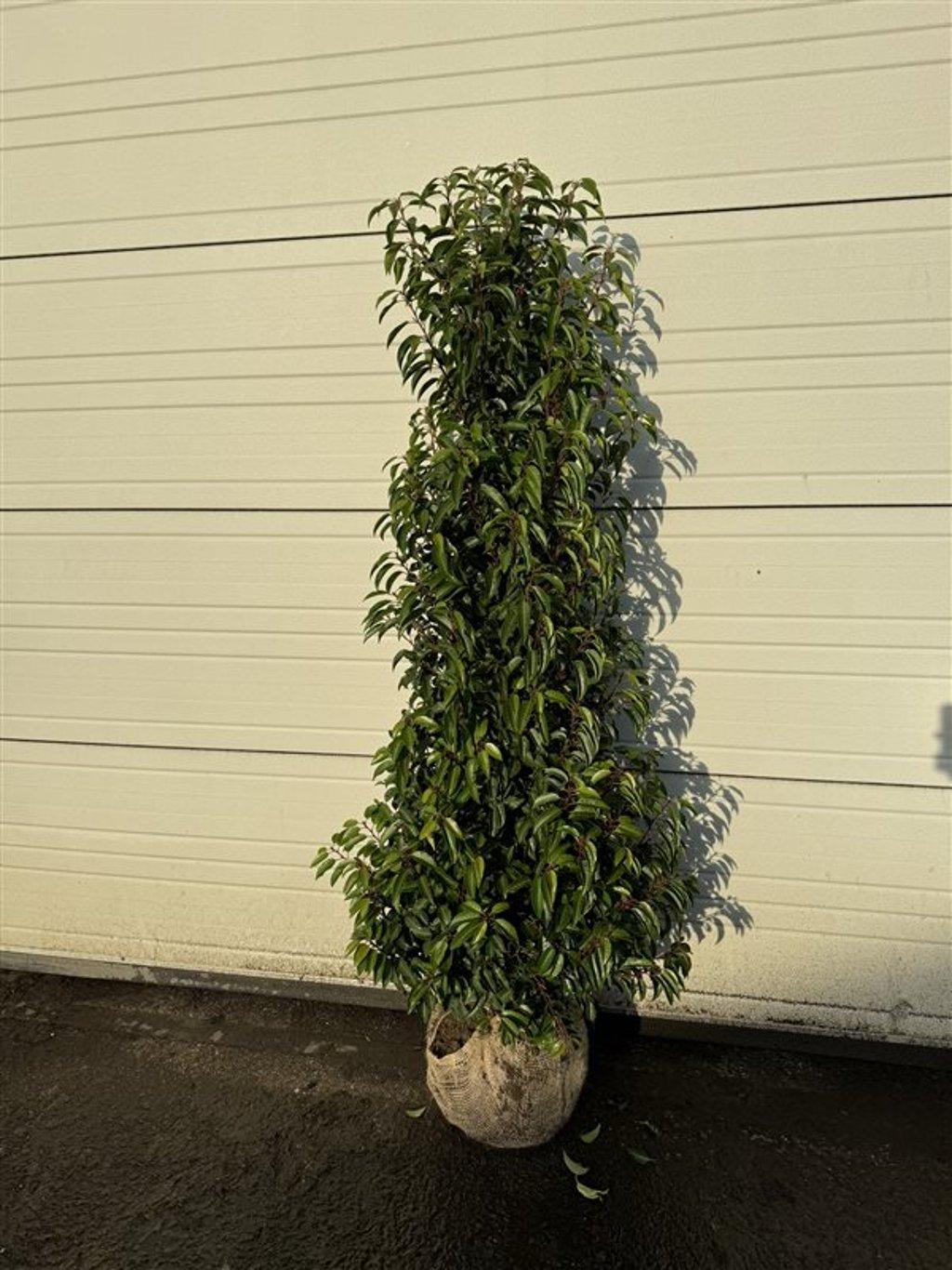 Portugiesischer Kirschlorbeer – Prunus lusitanica 'Angustifolia' – Heinis  Baumschulen