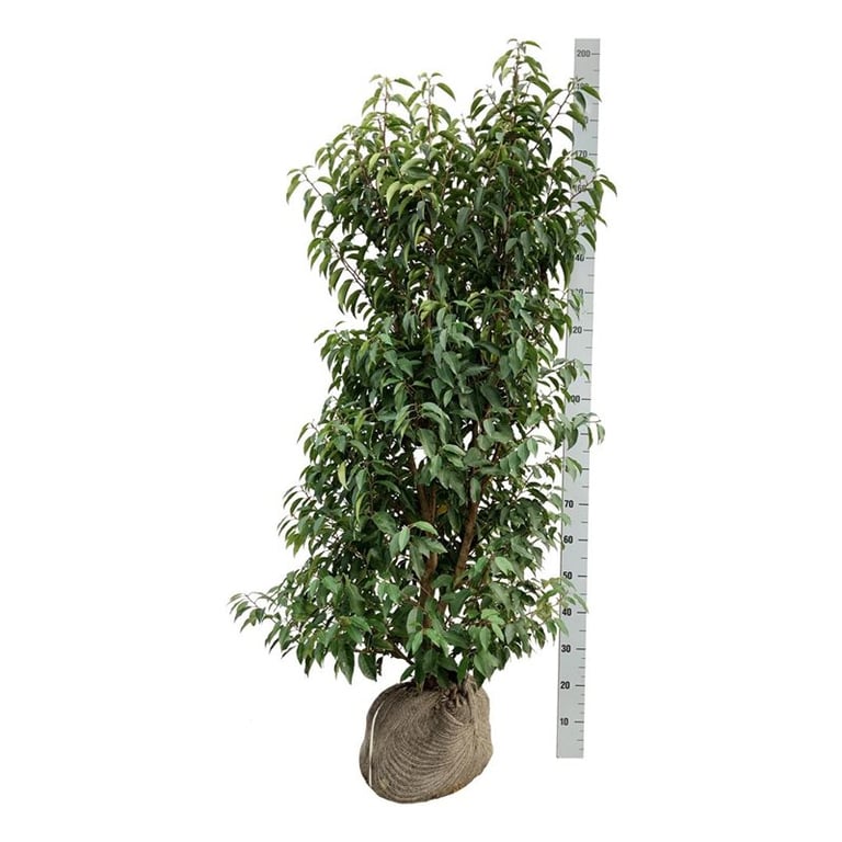 Portugiesischer Kirschlorbeer – Prunus lusitanica 'Angustifolia'