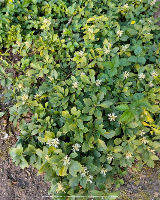 Ysander, Dickmännchen – Pachysandra terminalis