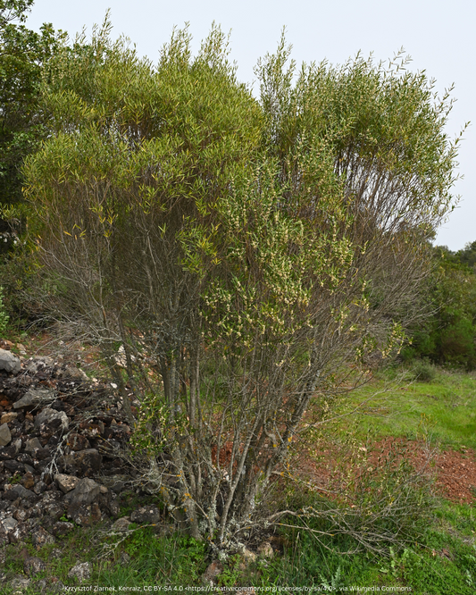 Schmalblättrige Steinlinde – Phillyrea angustifolia