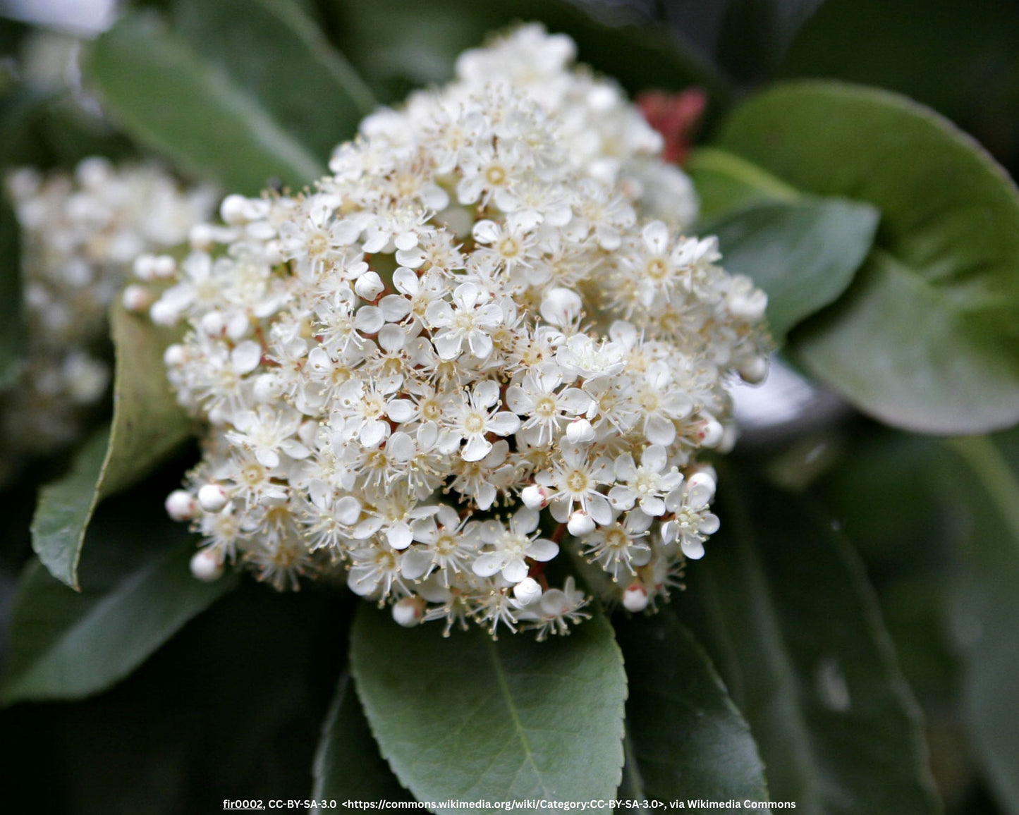 Bunte Glanzmispel – Photinia × fraseri 'Pink Marble'