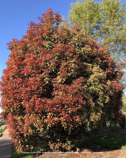 Glanzmispel – Photinia × fraseri 'Red Robin'