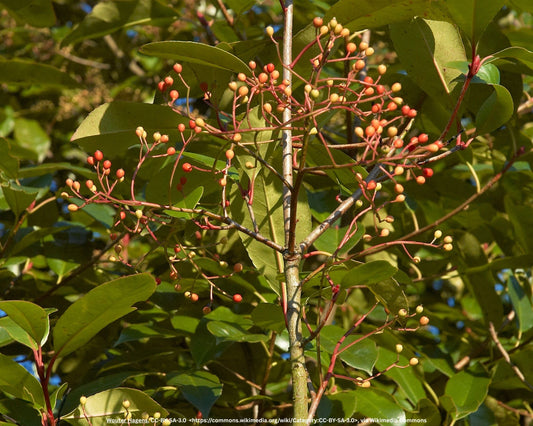 Glanzmispel – Photinia × fraseri 'Red Robin'