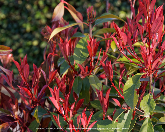Glanzmispel – Photinia fraseri 'Red Robin'
