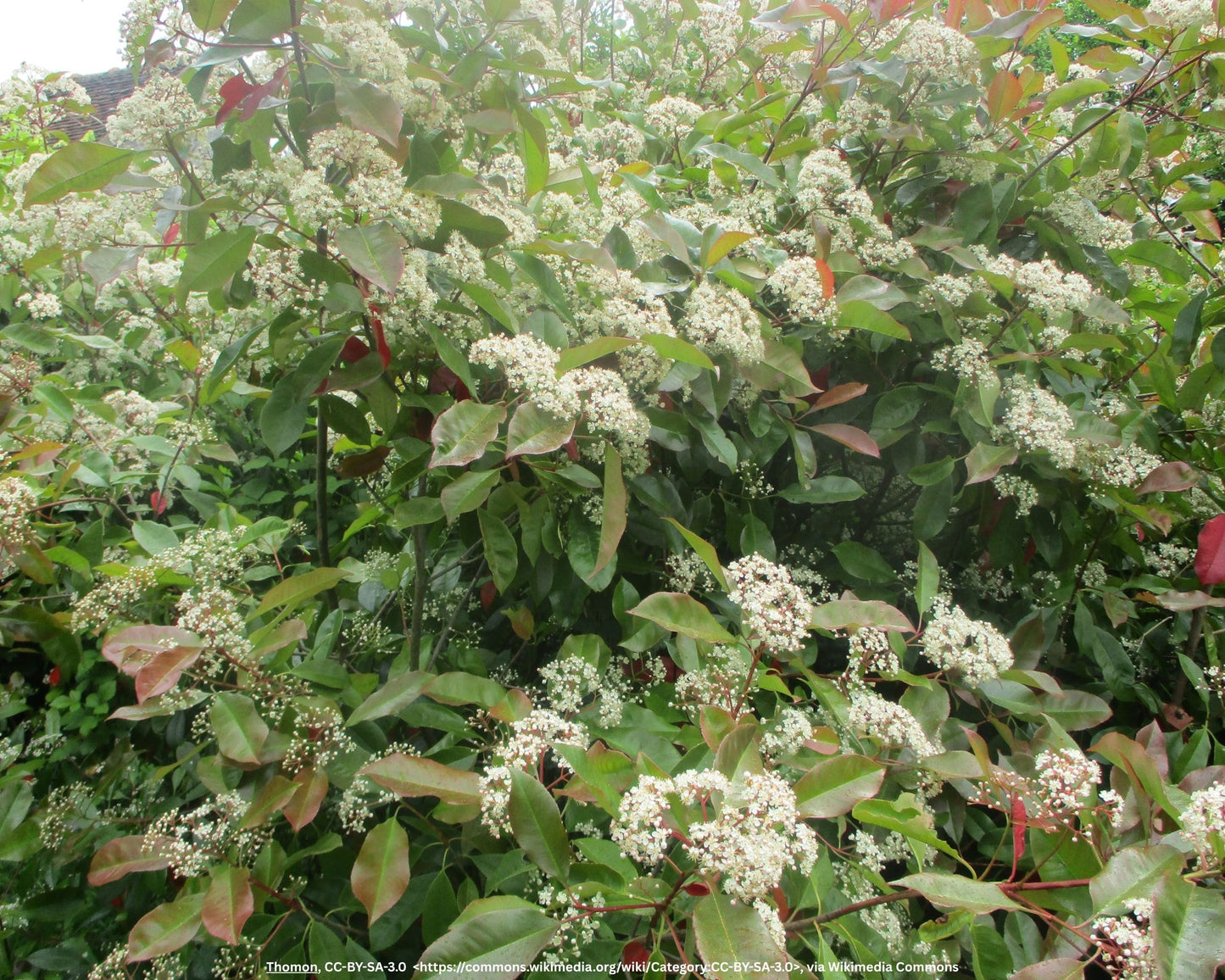 Glanzmispel – Photinia × fraseri 'Red Robin'