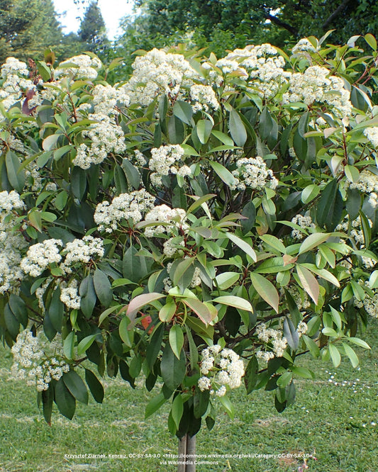 Kompakte Glanzmispel – Photinia × fraseri 'Robusta Compacta'