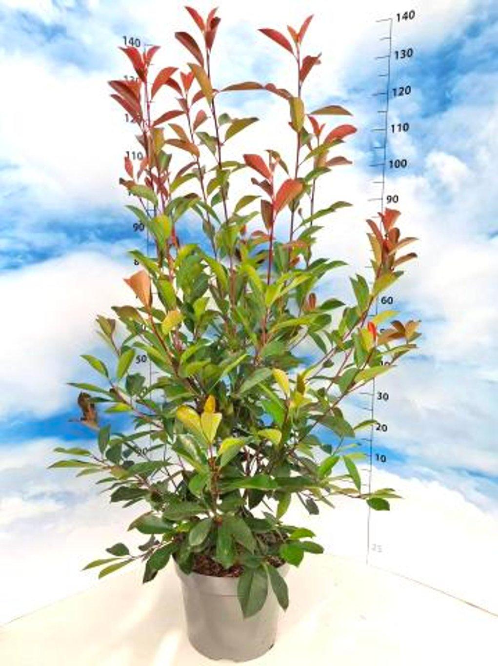 Glanzmispel – Photinia fraseri 'Red Robin' – Heinis Baumschulen