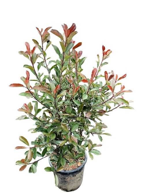 Bunte Glanzmispel – Photinia × fraseri 'Pink Marble'