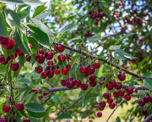 Kirschbaum – Prunus avium 'Regina'