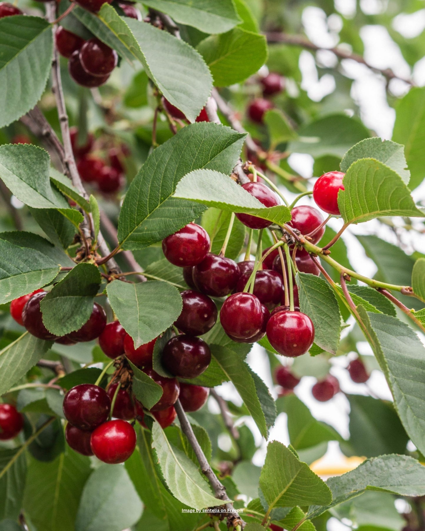 Kirschbaum – Prunus avium 'Regina'