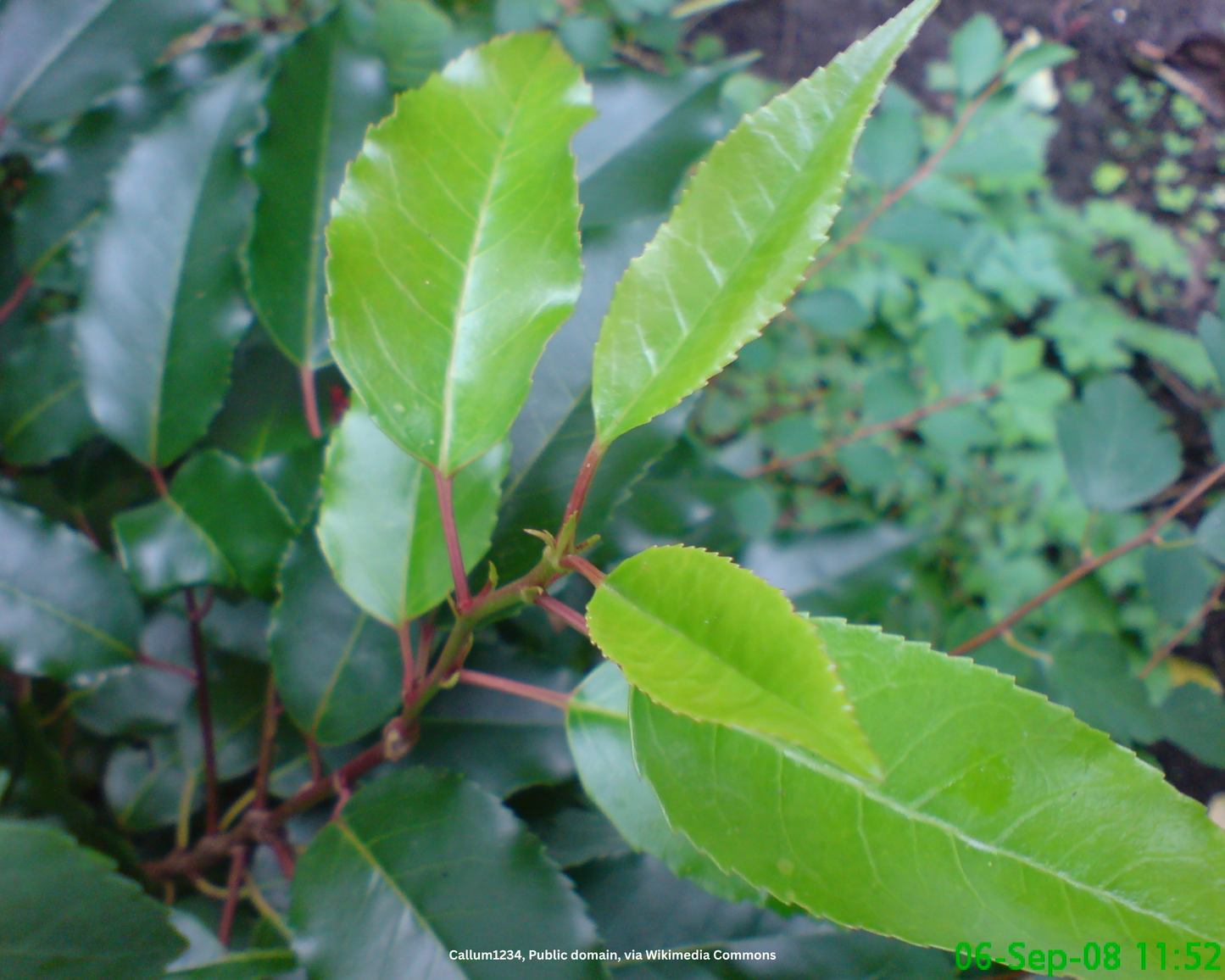Portugiesischer Kirschlorbeer – Prunus lusitanica 'Angustifolia'