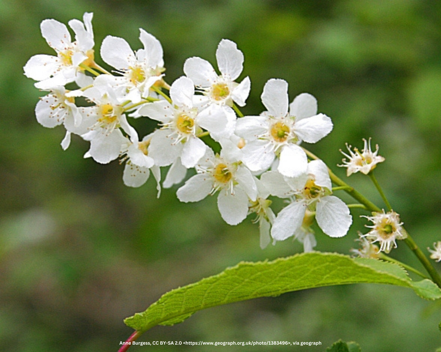 Portugiesischer Kirschlorbeer – Prunus lusitanica 'Angustifolia'