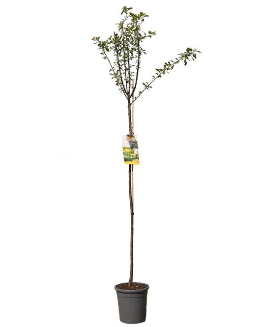 Pflaumenbaum – Prunus domestica 'Dabrovice'