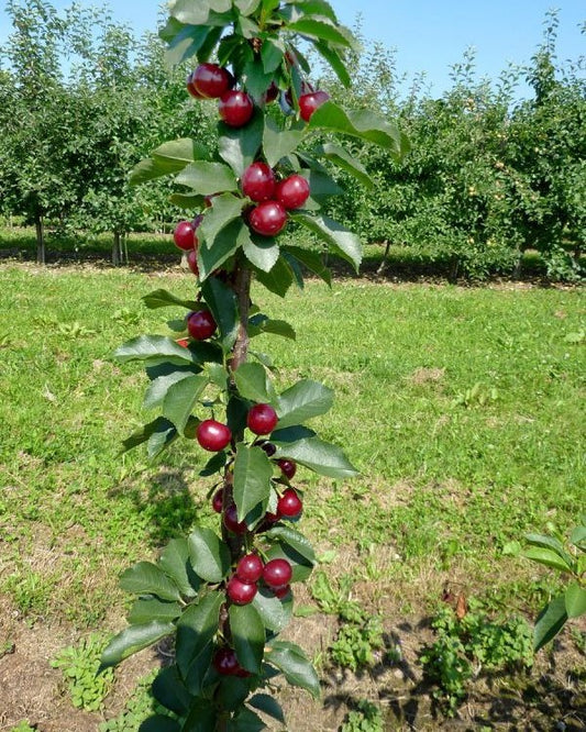 Säulen-Sauerkirsche – Prunus cerasus 'Jachim'