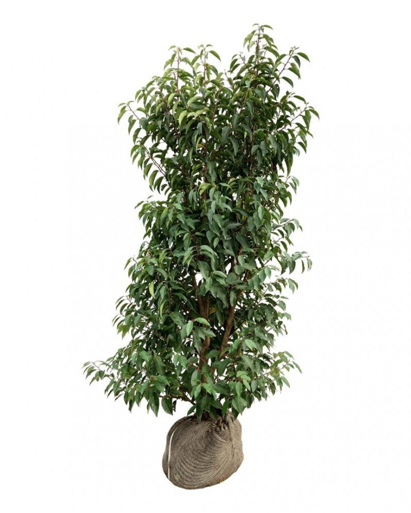 Portugiesischer Kirschlorbeer – Prunus lusitanica 'Angustifolia'