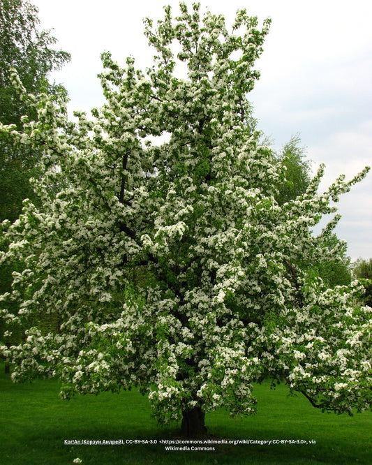 Birnbaum – Pyrus communis 'Conférence'