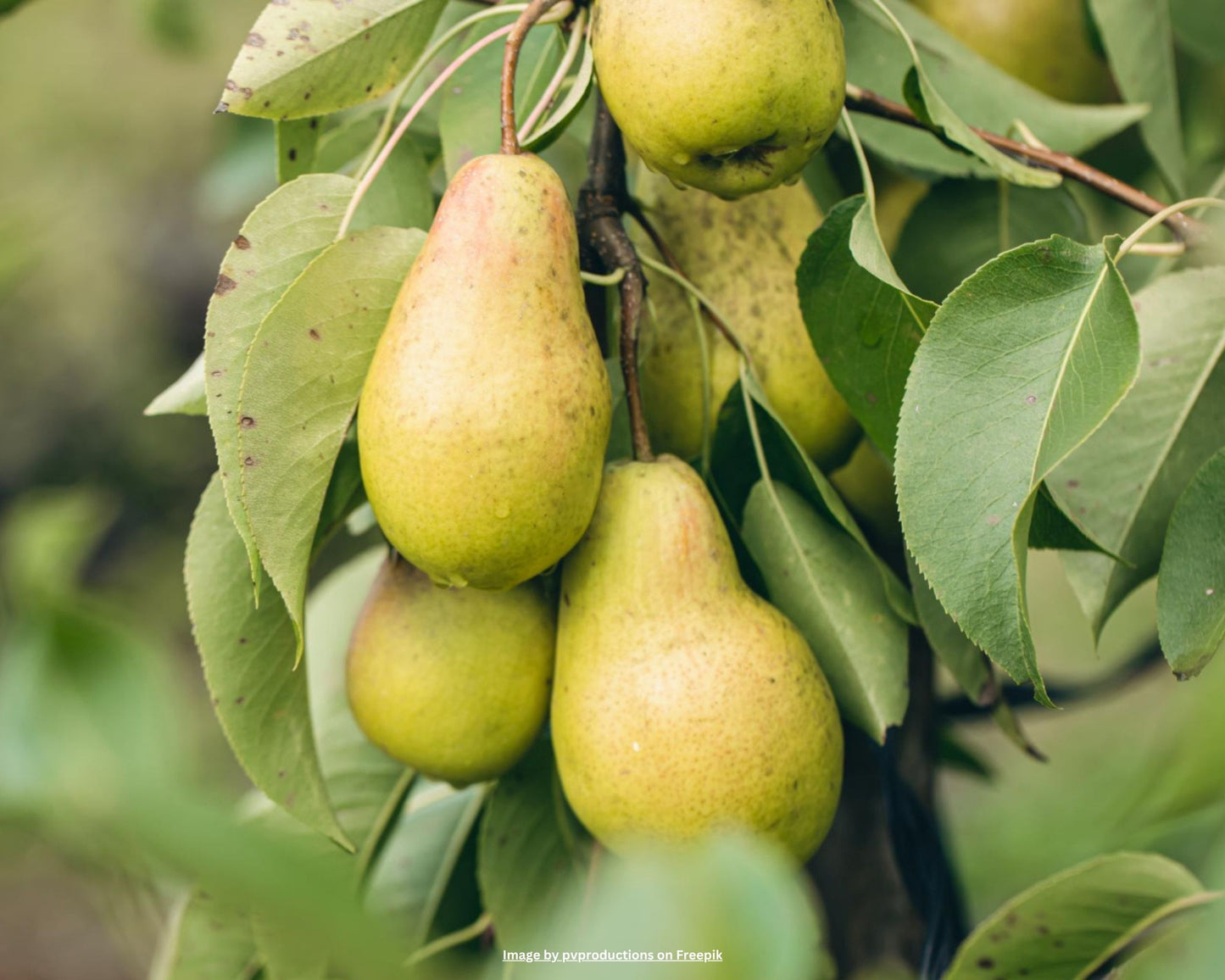 Birnbaum – Pyrus communis 'Conférence'