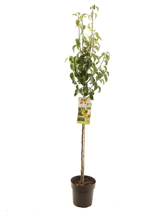 Birnbaum – Pyrus communis 'Conférence'