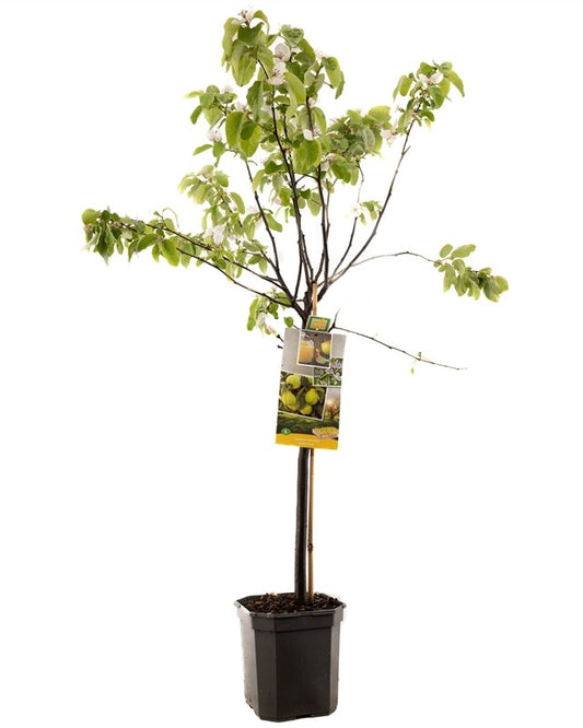 Quittenbaum – Cydonia oblonga 'Vranja'