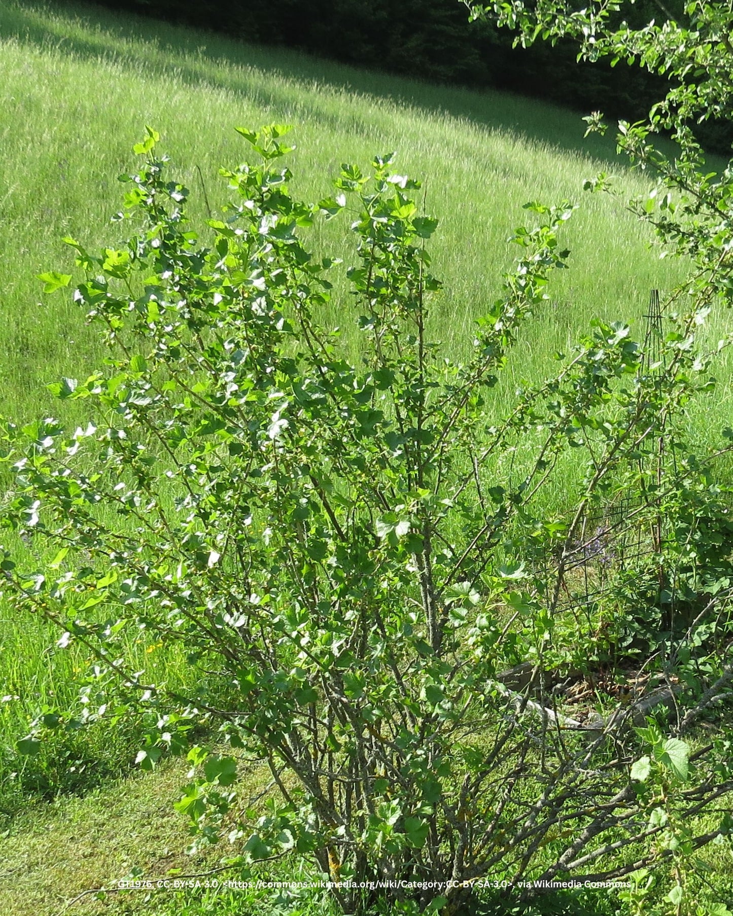 Jostabeere – Ribes × nidigrolaria