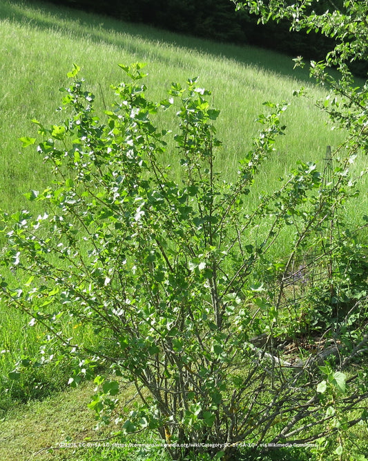Jostabeere – Ribes × nidigrolaria