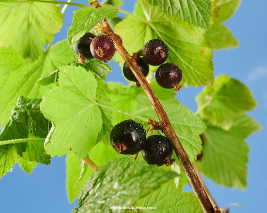 Jostabeere – Ribes × nidigrolaria