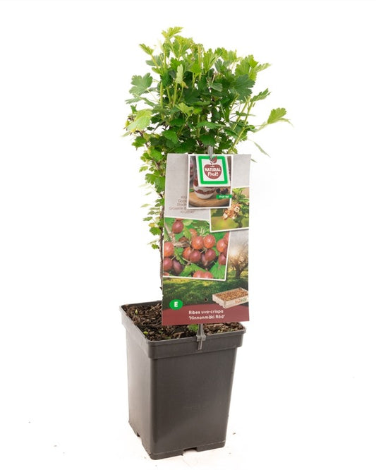 Stachelbeerenstrauch – Ribes uva-crispa 'Invicta'