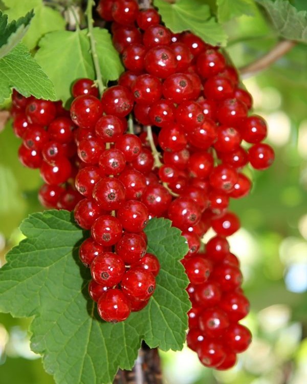 Johannisbeerenstrauch – Ribes rubrum 'Rolan'