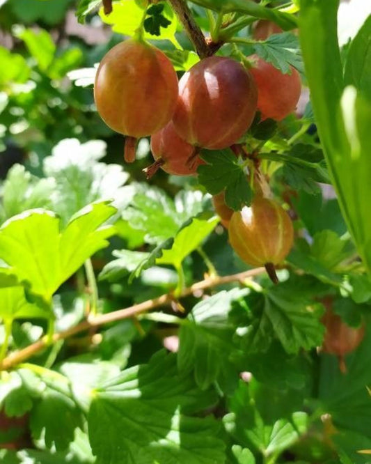 Stachelbeerenstrauch – Ribes uva-crispa 'Invicta'