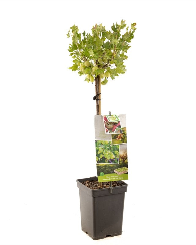 Stachelbeerenstrauch – Ribes uva-crispa 'Invicta'
