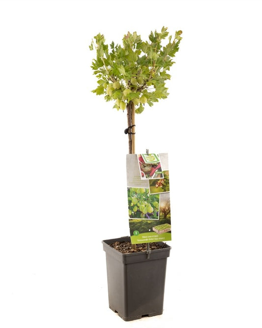 Stachelbeerenstrauch – Ribes uva-crispa 'Invicta'