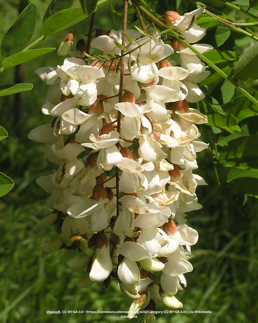 Kugelakazie, Kugelrobinie – Robinia pseudoacacia 'Umbraculifera'