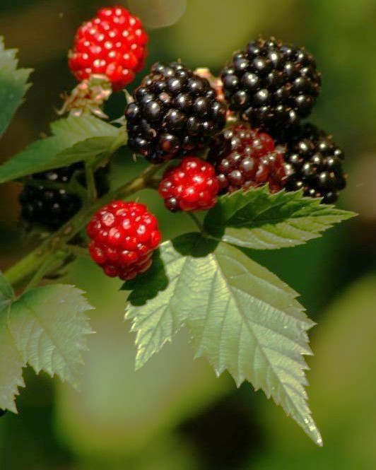 Brombeerstrauch – Rubus fruticosus 'Loch Ness'