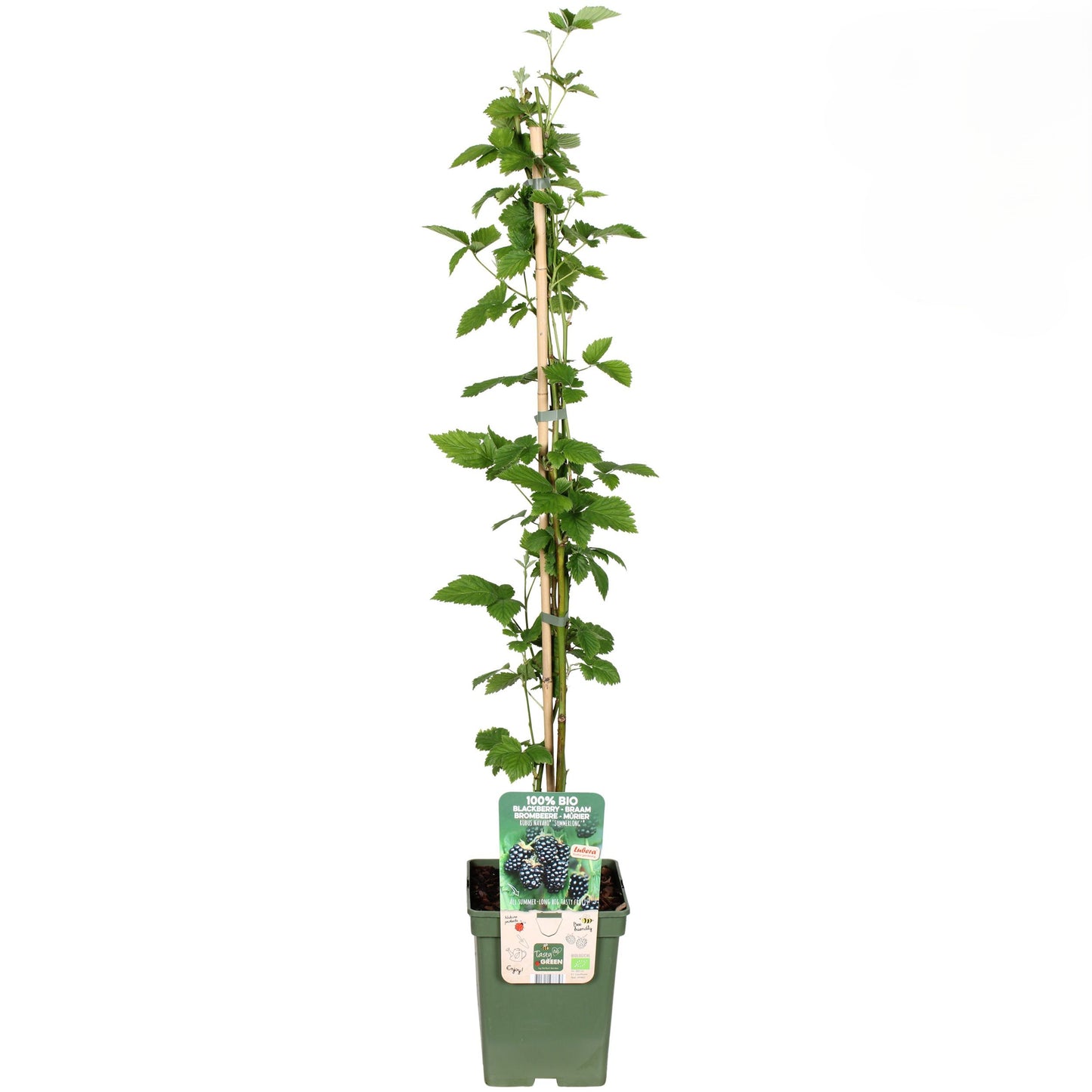 Brombeerstrauch – Rubus fruticosus 'Navaho'