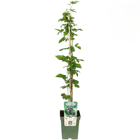 Brombeerstrauch – Rubus fruticosus 'Navaho'